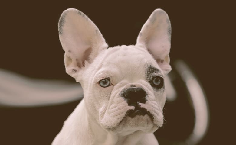 french bulldog looking with ears up