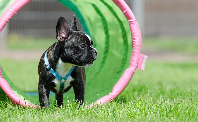 French bulldog next to a exercise toy French bulldog next to a exercise toy