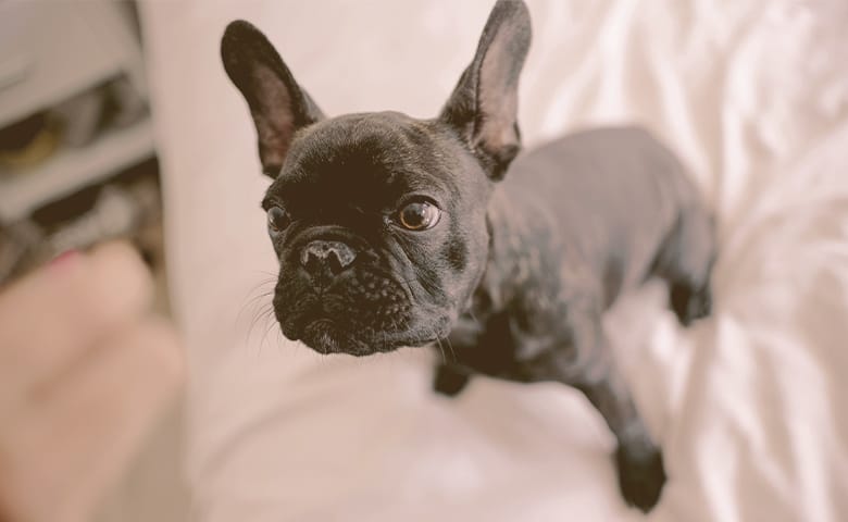 French bulldog on top of the bed looking up