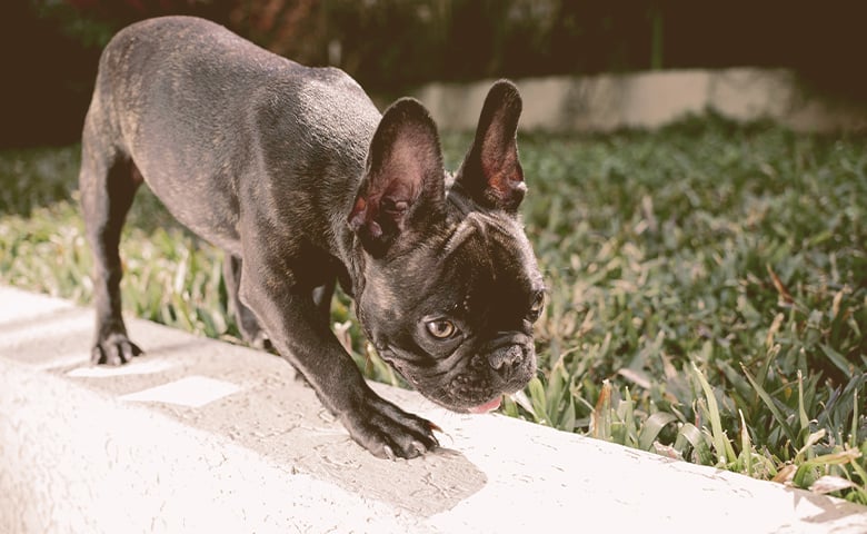 french bulldog outdoor smelling the environment french bulldog outdoor smelling the environment