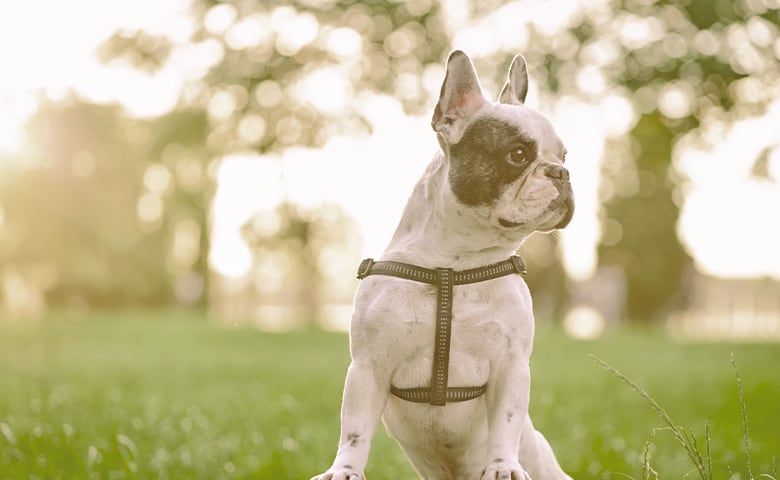 french bulldog posing on a park