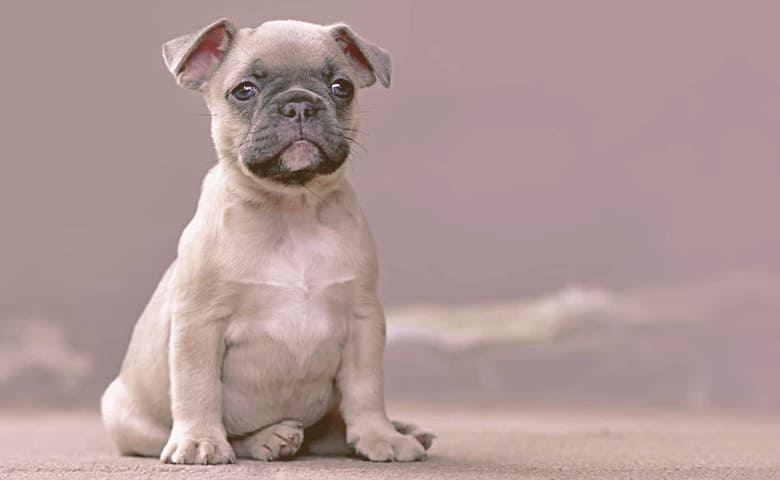 French bulldog puppy siting down