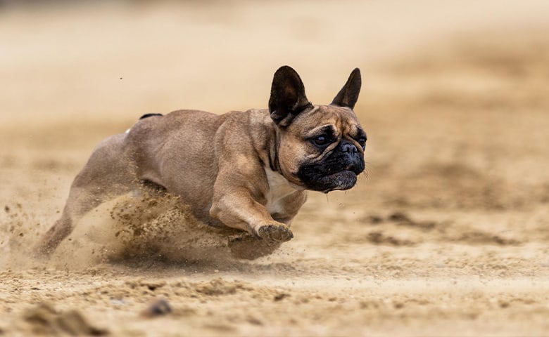 French bulldog running at high speed