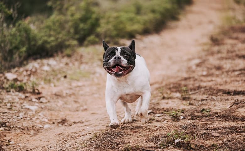 French bulldog running on a dirt road French bulldog running on a dirt road