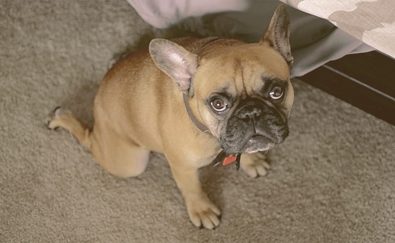 french bulldog sitting funny