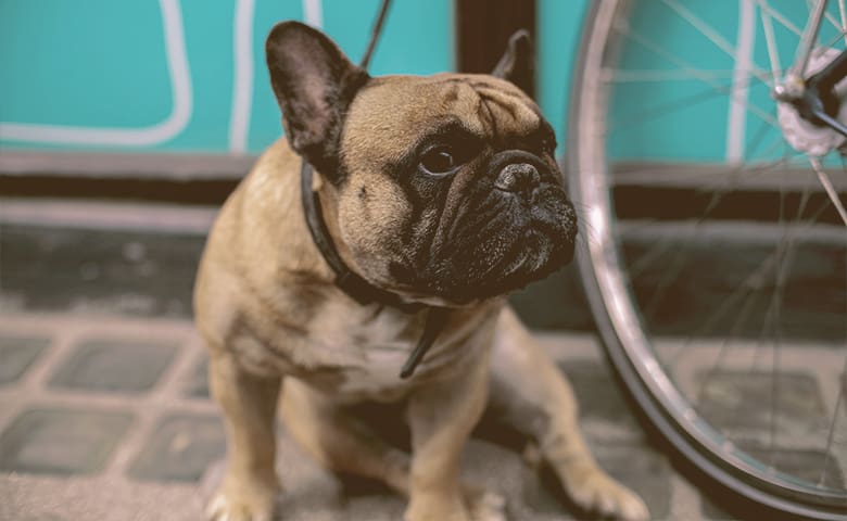 french bulldog sitting funny