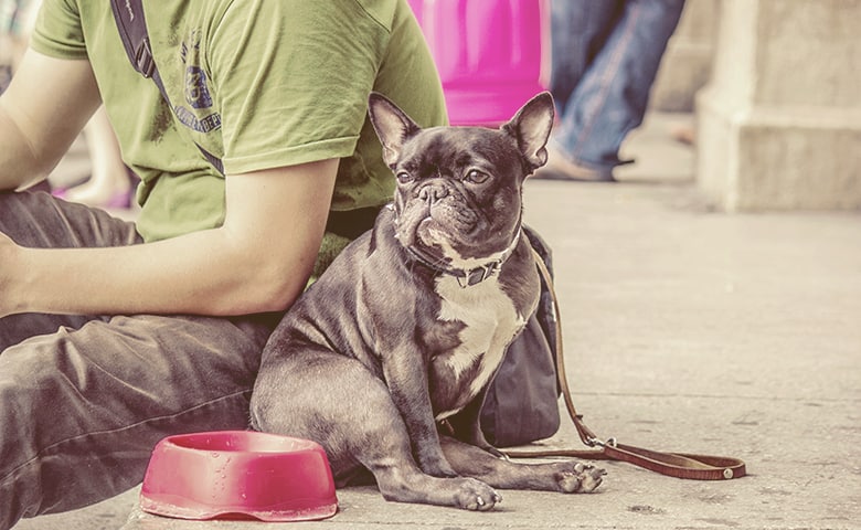 french bulldog sitting funny french bulldog sitting funny