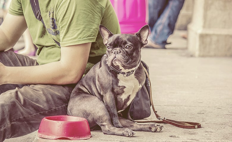 french bulldog sitting funny