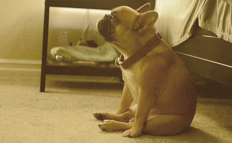 french bulldog sitting funny