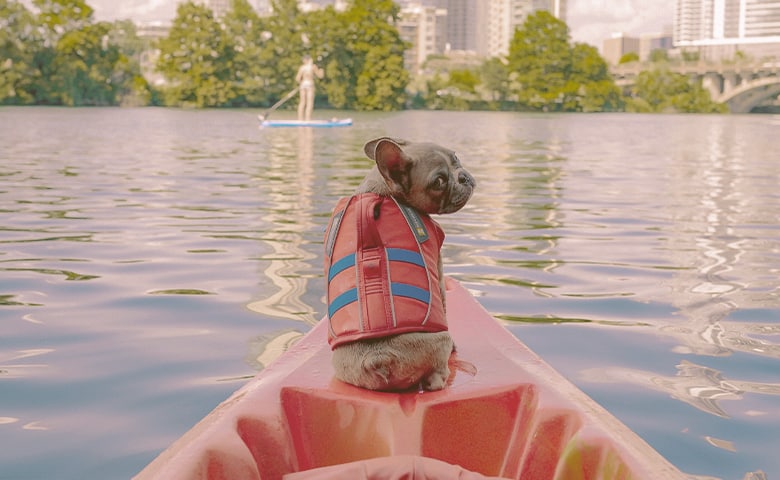 French bulldog sitting on a kayak and looking back