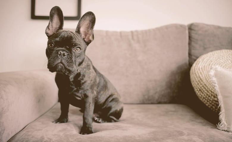 french bulldog sitting on the couch