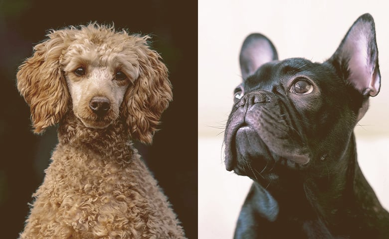 French bulldog and a Poodle