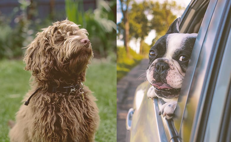 French bulldog and a Poodle