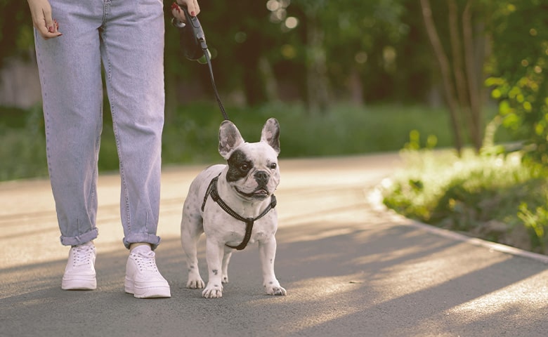 french bulldog walking on a leash in the park