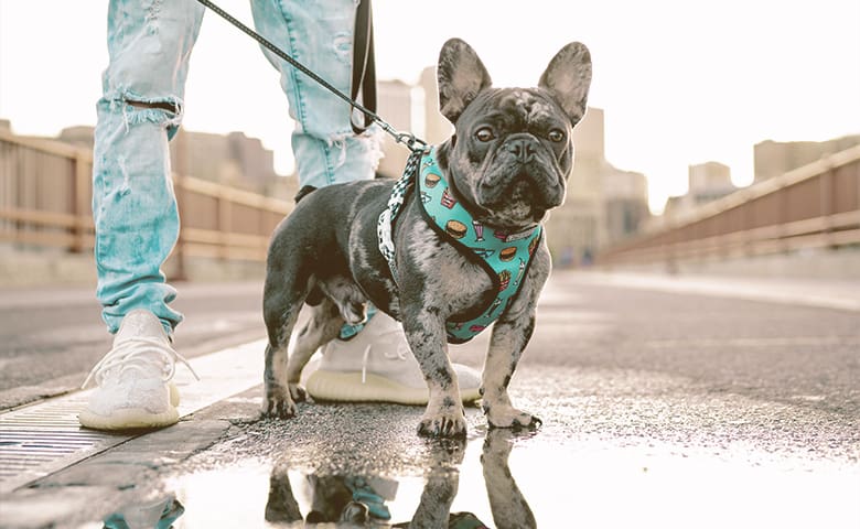 French bulldog walking with owner