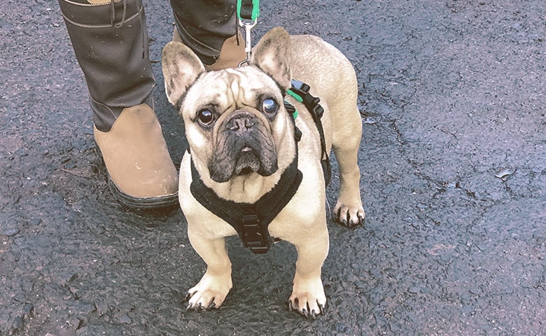 french bulldog with glaucoma