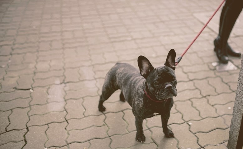 French bulldog with leash standing cobblestone