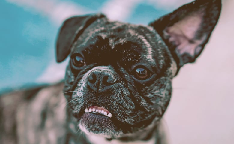 French bulldog with one ear up and other down