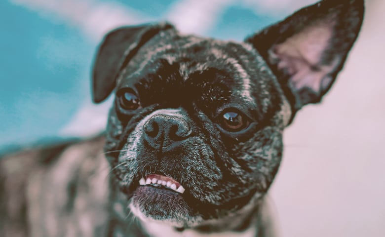 French bulldog with one ear up and other down French bulldog with one ear up and other down