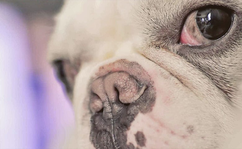 french bulldog with red eyes