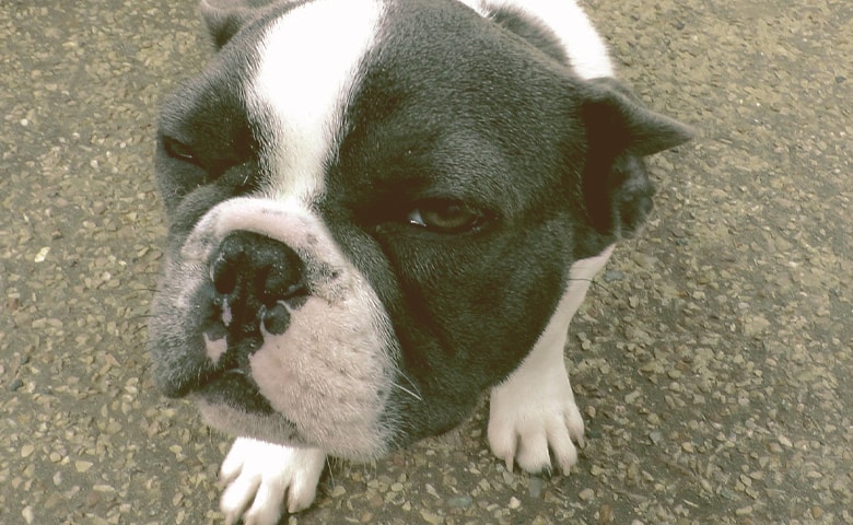 french bulldog with strange look french bulldog with strange look