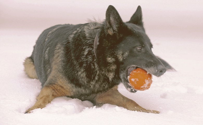 german shepherd playing with toy