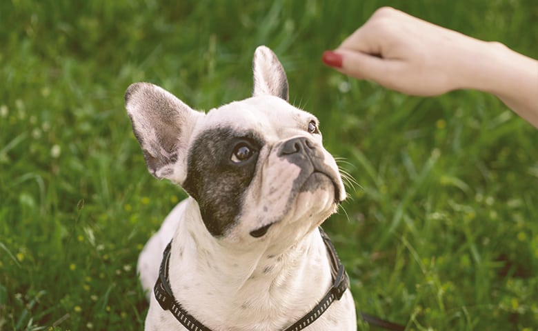 girl giving to the French bulldog a treat