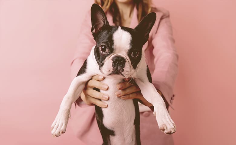 girl holding a Boston Terrier