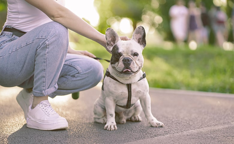 girl petting the French bulldog