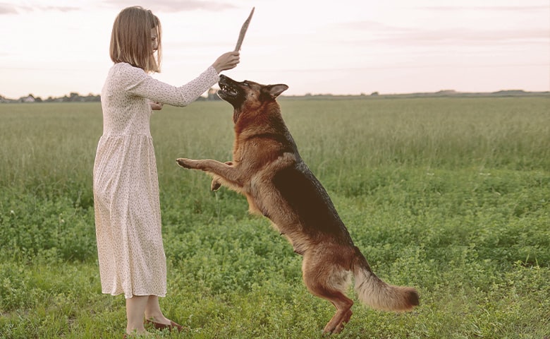 girl playing with the stick with her German Shepherd