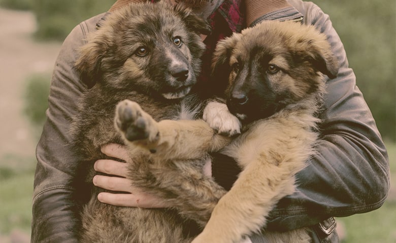 man holding two German Shepherd Puppies man holding two German Shepherd Puppies