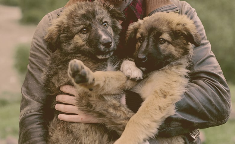 man holding two German Shepherd Puppies