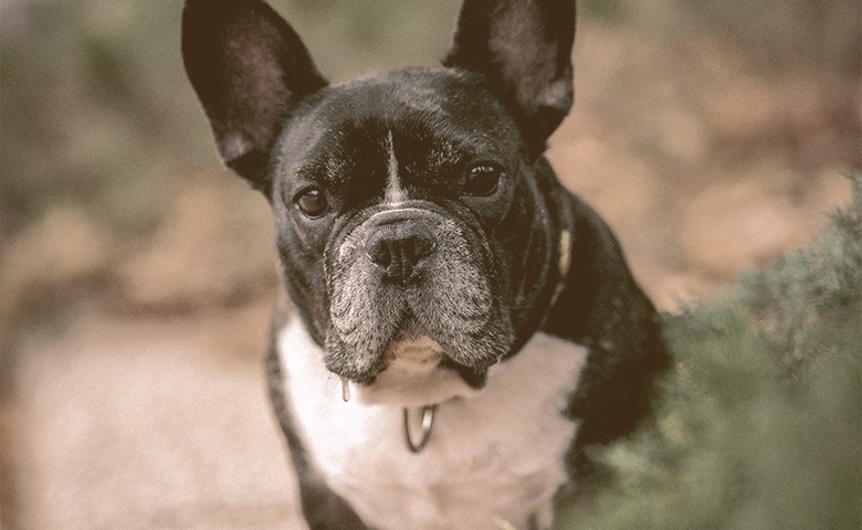 old French bulldog looking