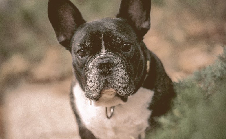 old French bulldog looking old French bulldog looking