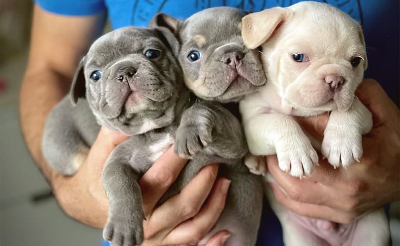 owner grabbing three French bulldog puppies