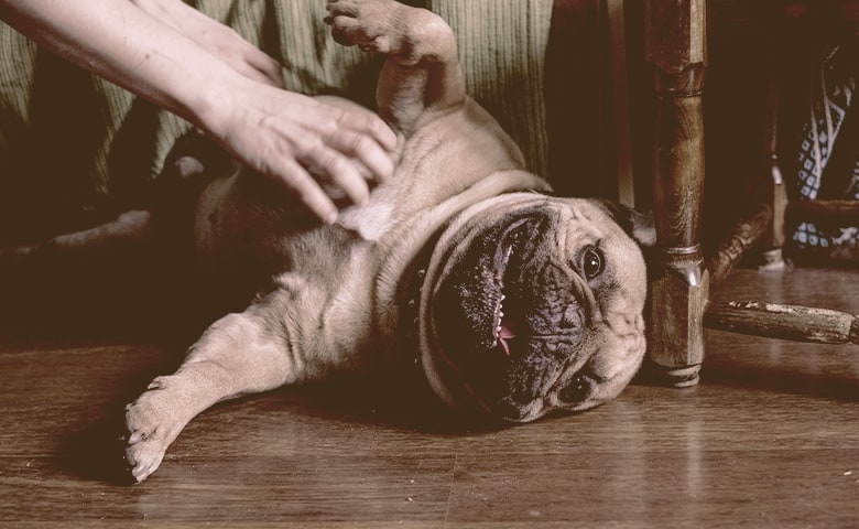 owner playing Frenchie Pug owner playing Frenchie Pug