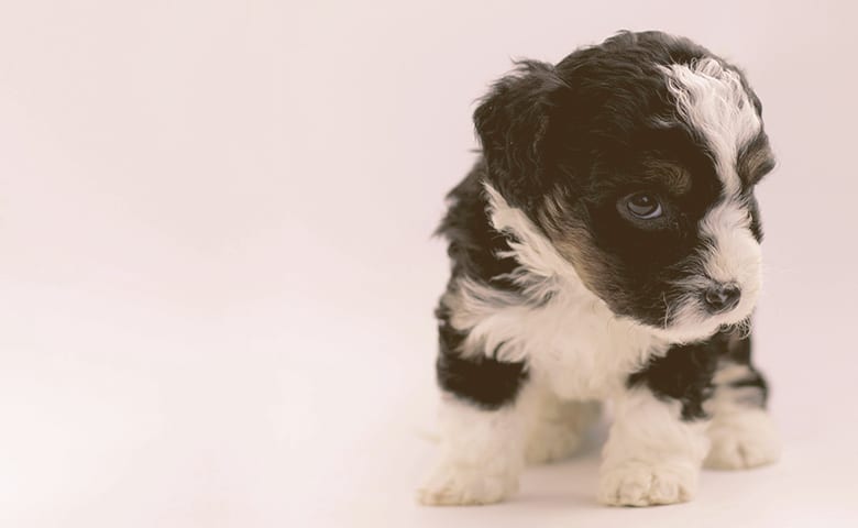 puppy dog looking sideways puppy dog looking sideways