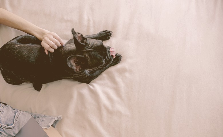 top view of French bulldog being petted by girl top view of French bulldog being petted by girl