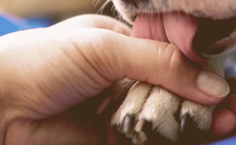 trying to stop dog from licking his paw trying to stop dog from licking his paw