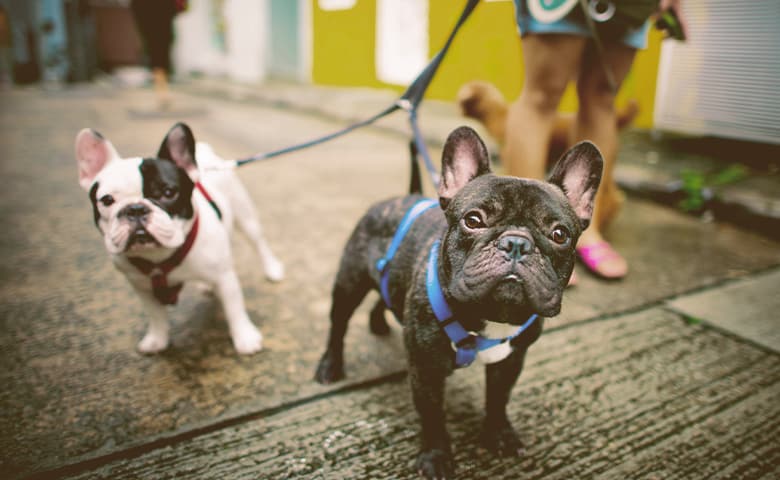 two French bulldog being walked by owner