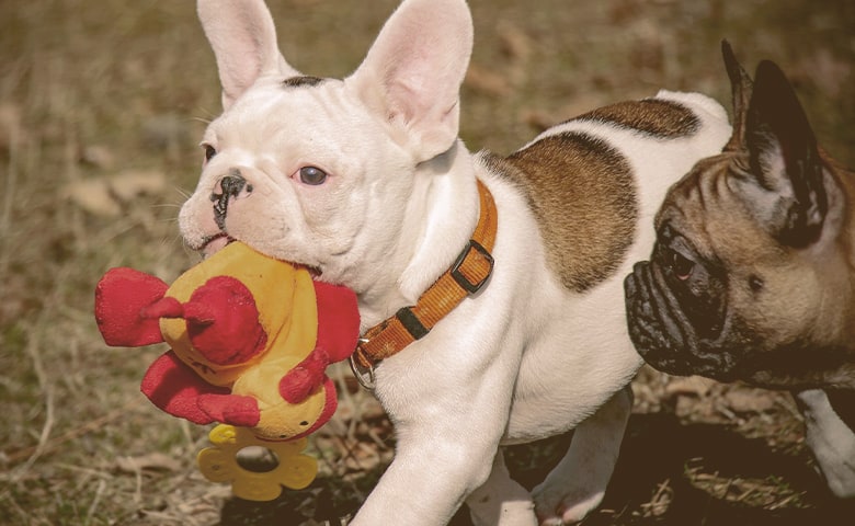 two French bulldog playing with a toy