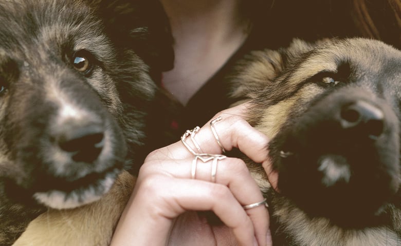 two German Shepherds being petted two German Shepherds being petted