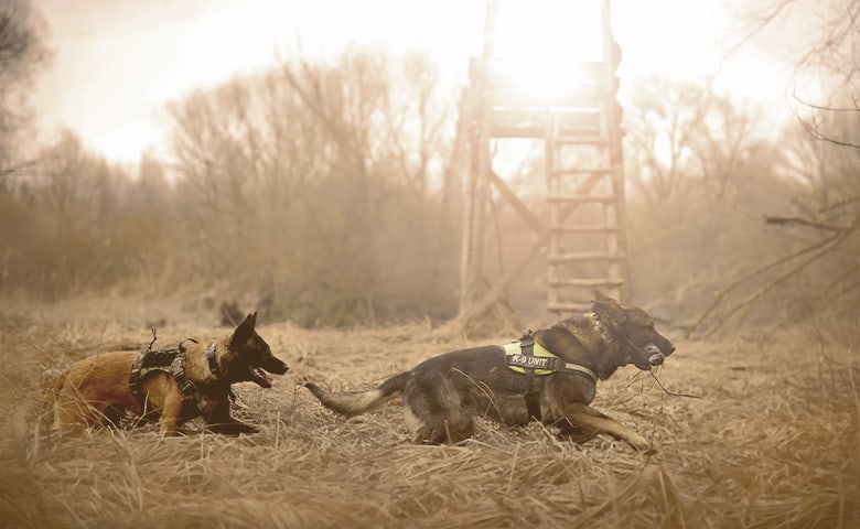 two German Shepherds running on a field