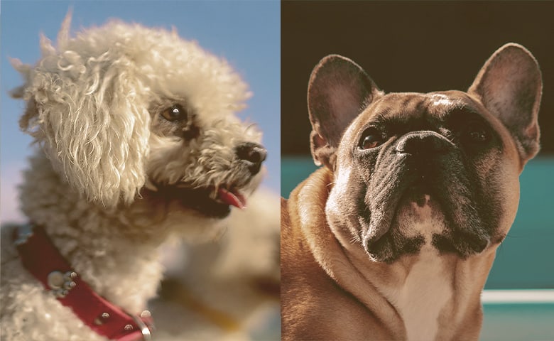 French bulldog and a Poodle