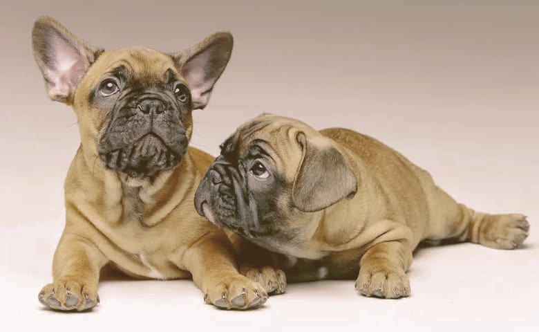 two French bulldogs laying down and looking