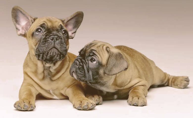 two French bulldogs laying down and looking two French bulldogs laying down and looking
