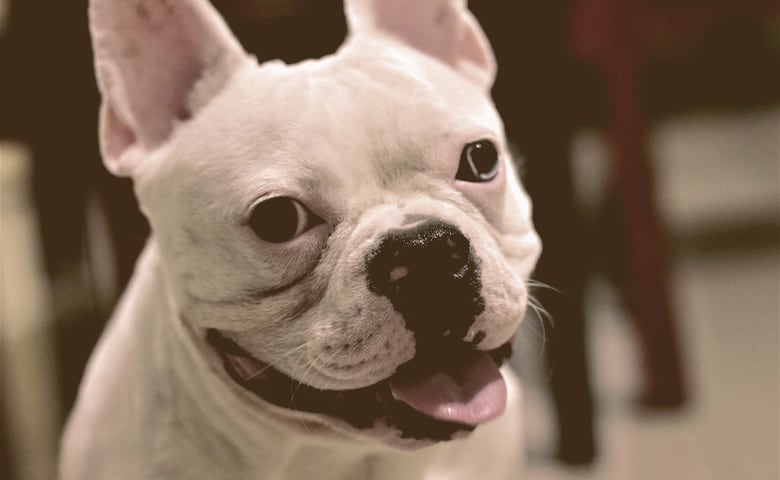 white French bulldog looking