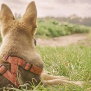 German Shepherd laying on the looking away