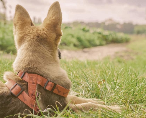 German Shepherd laying on the looking away