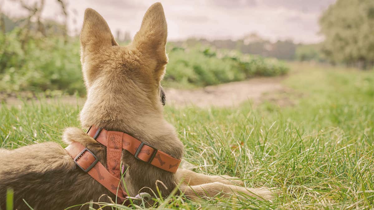 German Shepherd laying on the looking away